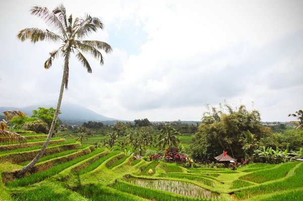 Comment organiser une randonnée à travers les rizières en terrasses de Bali, Indonésie?