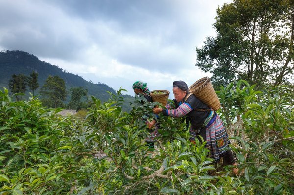 Comment organiser une visite des plantations de thé en Assam, Inde?